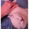 Милые котята 🐱 35