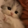 Милые котята 🐱 39