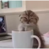 Милые котята 🐱 20
