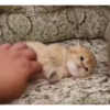 Милые котята 🐱 14