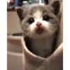 Милые котята 🐱 16