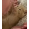 Милые котята 🐱 34