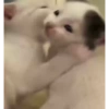 Милые котята 🐱 33