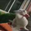 Милые котята 🐱 32
