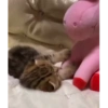 Милые котята 🐱 19