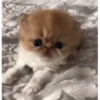 Милые котята 🐱 5