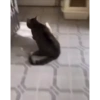 Милые котята 🐱 30