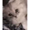 Милые котята 🐱 25