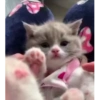 Милые котята 🐱 31