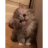 Милые котята 🐱 37