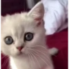 Милые котята 🐱 15