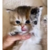 Милые котята 🐱 7