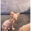 Милые котята 🐱 17