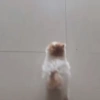 Милые котята 🐱 11