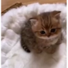 Милые котята 🐱 10