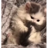 Милые котята 🐱 42