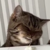 Милые котята 🐱 24