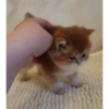 Милые котята 🐱 13