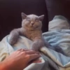 Милые котята 🐱 9