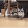 Милые котята 🐱 40