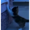 Милые котята 🐱 36