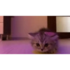 Милые котята 🐱 8