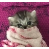 Милые котята 🐱 18