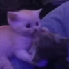 Милые котята 🐱 38