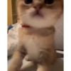 Милые котята 🐱 28