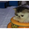 Милые котята 🐱 23