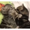 Милые котята 🐱 27