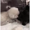 Милые котята 🐱 26