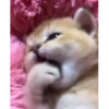 Милые котята 🐱 21
