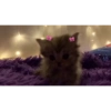 Милые котята 🐱 6
