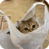 Милые котята 🐱 44