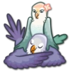 Lovebirds 7