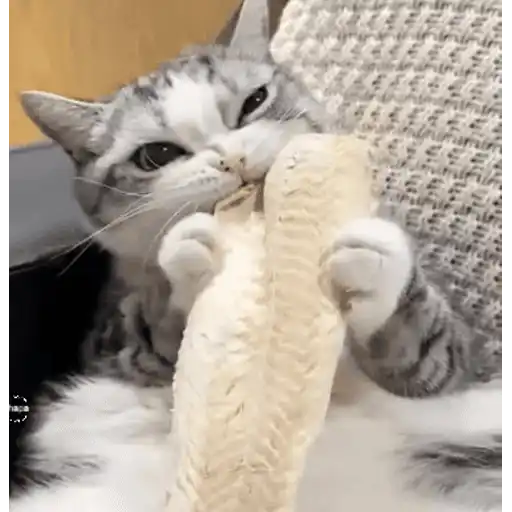 Cats 🧸🇲🇽 12