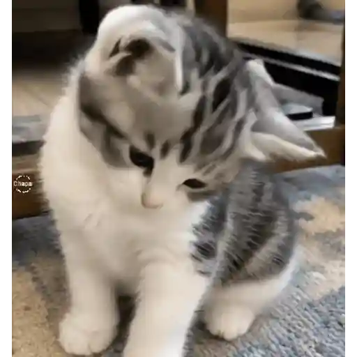 Cats 🧸🇲🇽 3