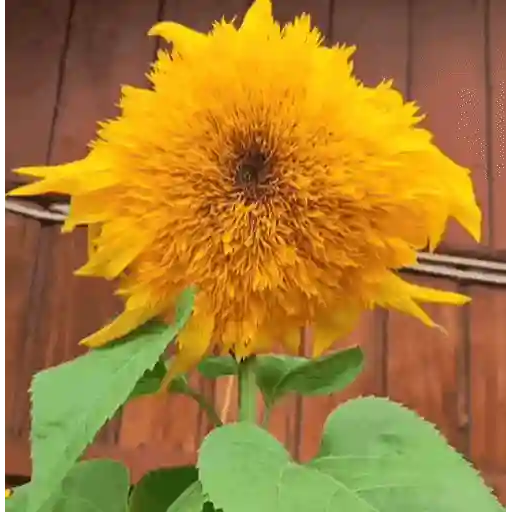 Girasoles 🧸🇲🇽 13