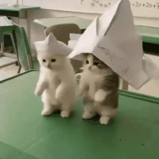 Gatinhos dançantes viralizam 1
