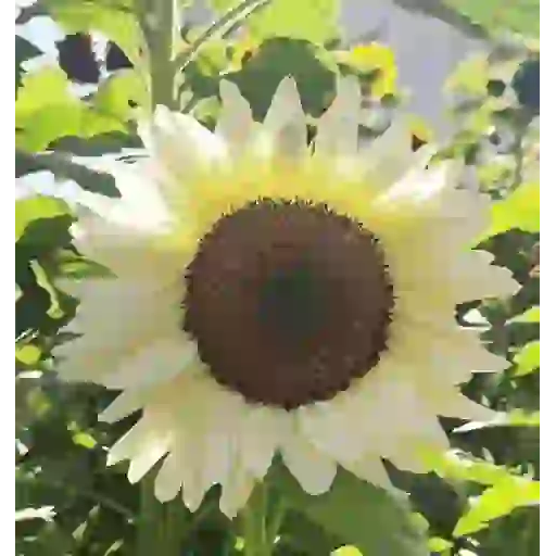 Girasoles 🧸🇲🇽 16