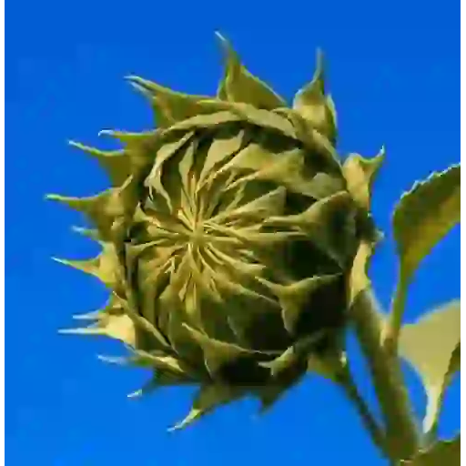 Girasoles 🧸🇲🇽 4