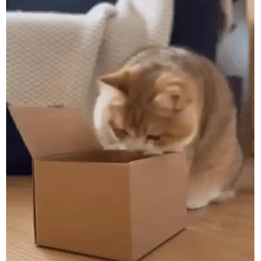 😼 Gatos e Caixas 📦 4