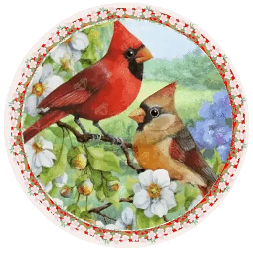 PAJAROS 🦜🦉 26