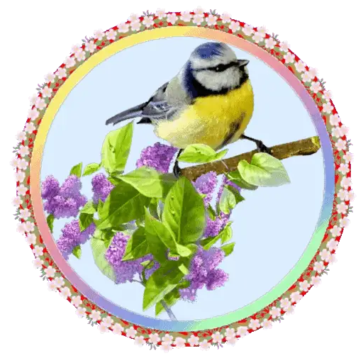 PAJAROS 🦜🦉 20