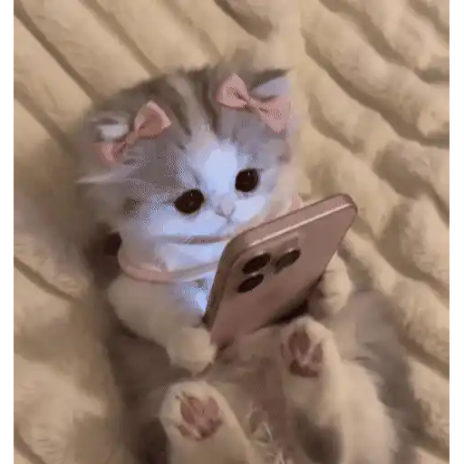 Cats 🧸🇲🇽 9