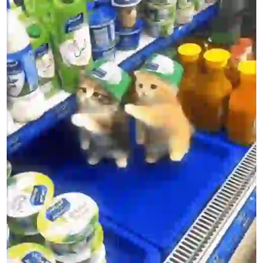Gatinhos dançantes viralizam 3