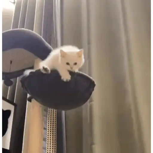 Cats 🧸🇲🇽 11