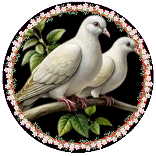 PAJAROS 🦜🦉 7