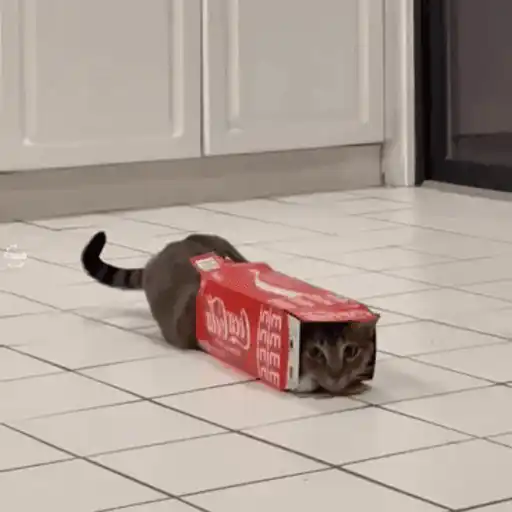 😼 Gatos e Caixas 📦 13